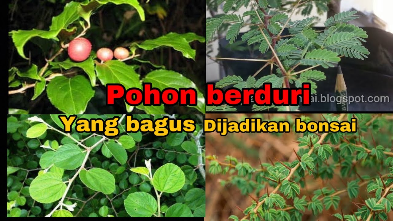 Detail Jenis Pohon Berduri Di Indonesia Nomer 27