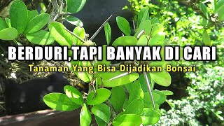 Detail Jenis Pohon Berduri Di Indonesia Nomer 30