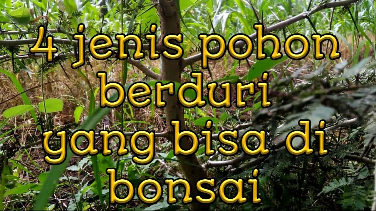 Detail Jenis Pohon Berduri Di Indonesia Nomer 5