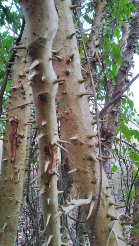 Detail Jenis Pohon Berduri Di Indonesia Nomer 8