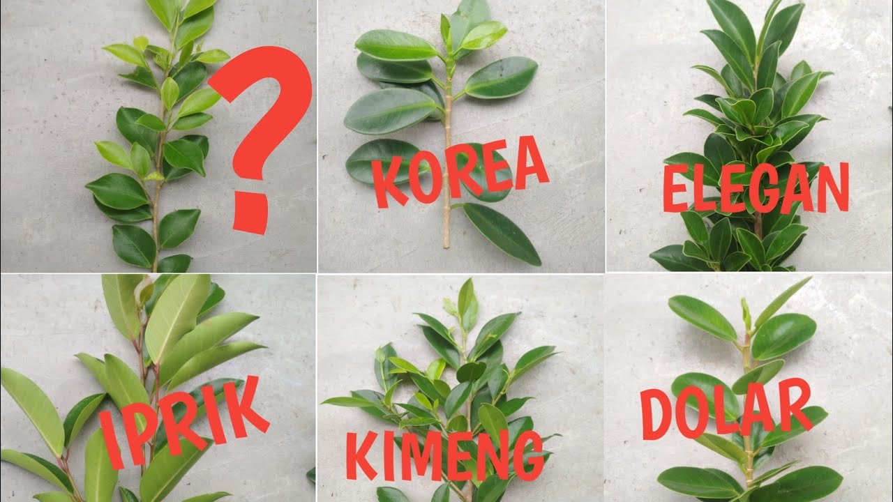 Jenis Pohon Ficus - KibrisPDR