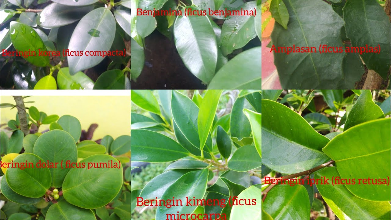 Detail Jenis Pohon Ficus Nomer 12