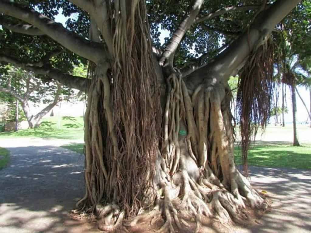 Detail Jenis Pohon Ficus Nomer 27