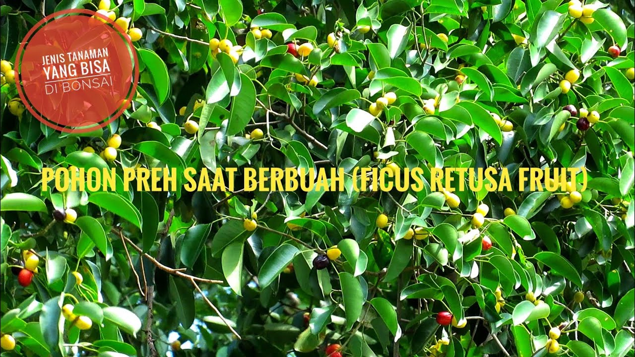 Detail Jenis Pohon Ficus Nomer 43