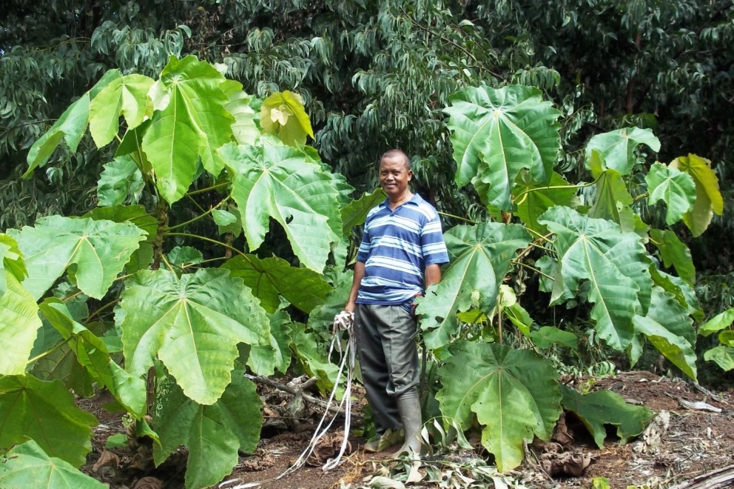 Jenis Pohon Hutan - KibrisPDR