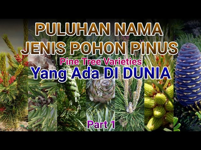 Detail Jenis Pohon Pinus Nomer 36