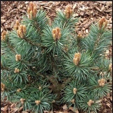 Detail Jenis Pohon Pinus Nomer 38