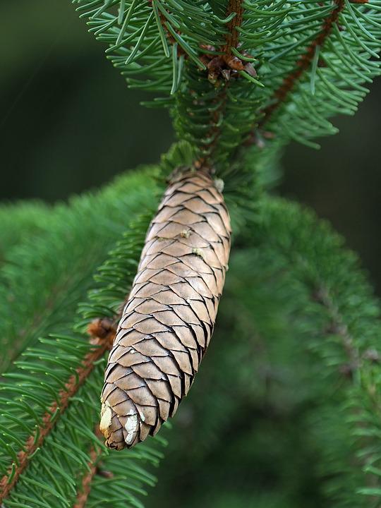 Detail Jenis Pohon Pinus Nomer 6