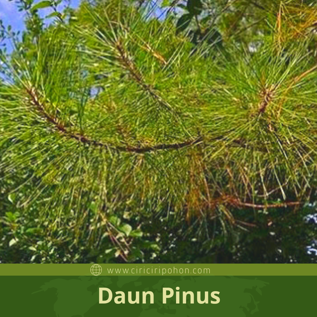 Detail Jenis Pohon Pinus Nomer 9
