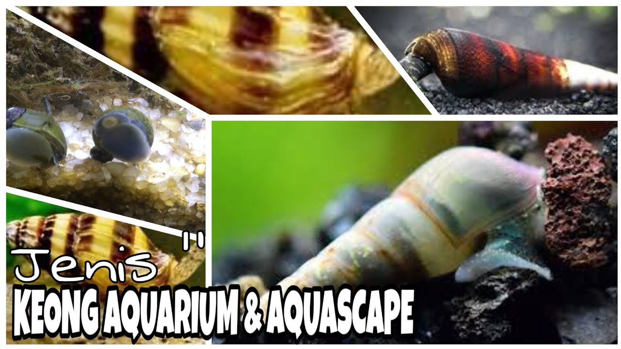 Detail Jenis Siput Laut Nomer 49