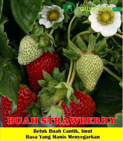 Detail Jenis Strawberry Manis Nomer 40