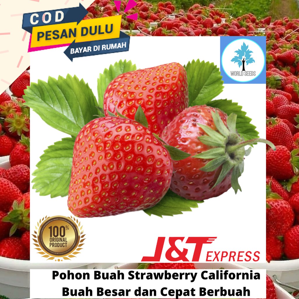 Download Jenis Strawberry Manis Nomer 46