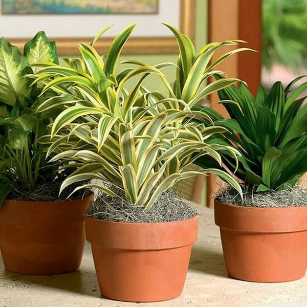 Detail Jenis Tanaman Dracaena Nomer 20