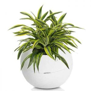 Detail Jenis Tanaman Dracaena Nomer 24