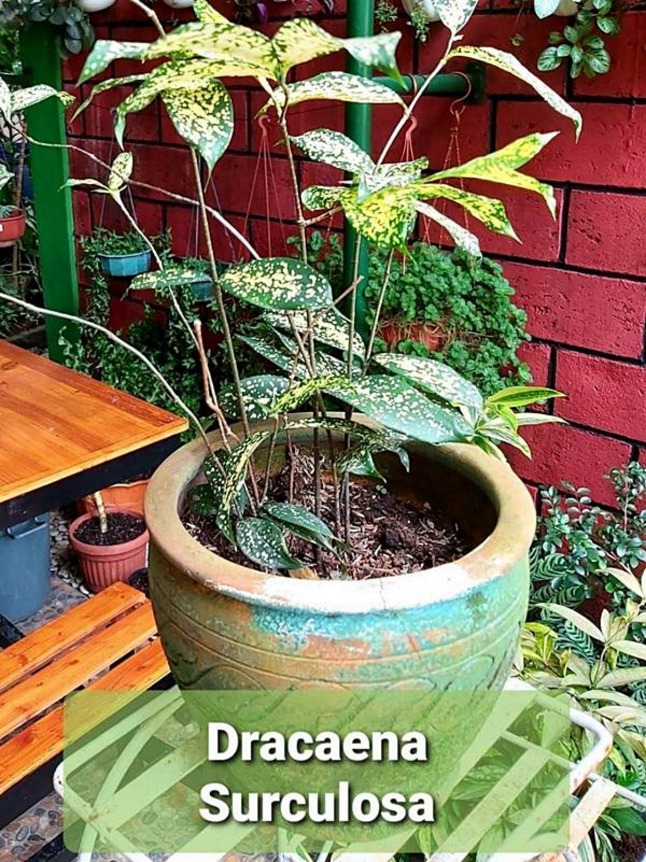 Detail Jenis Tanaman Dracaena Nomer 31