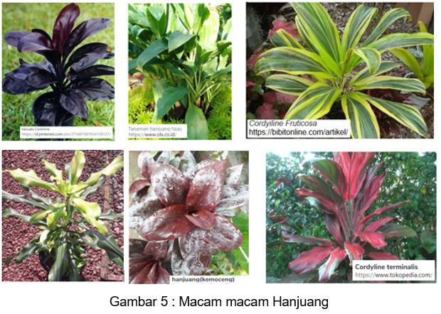 Detail Jenis Tanaman Dracaena Nomer 33