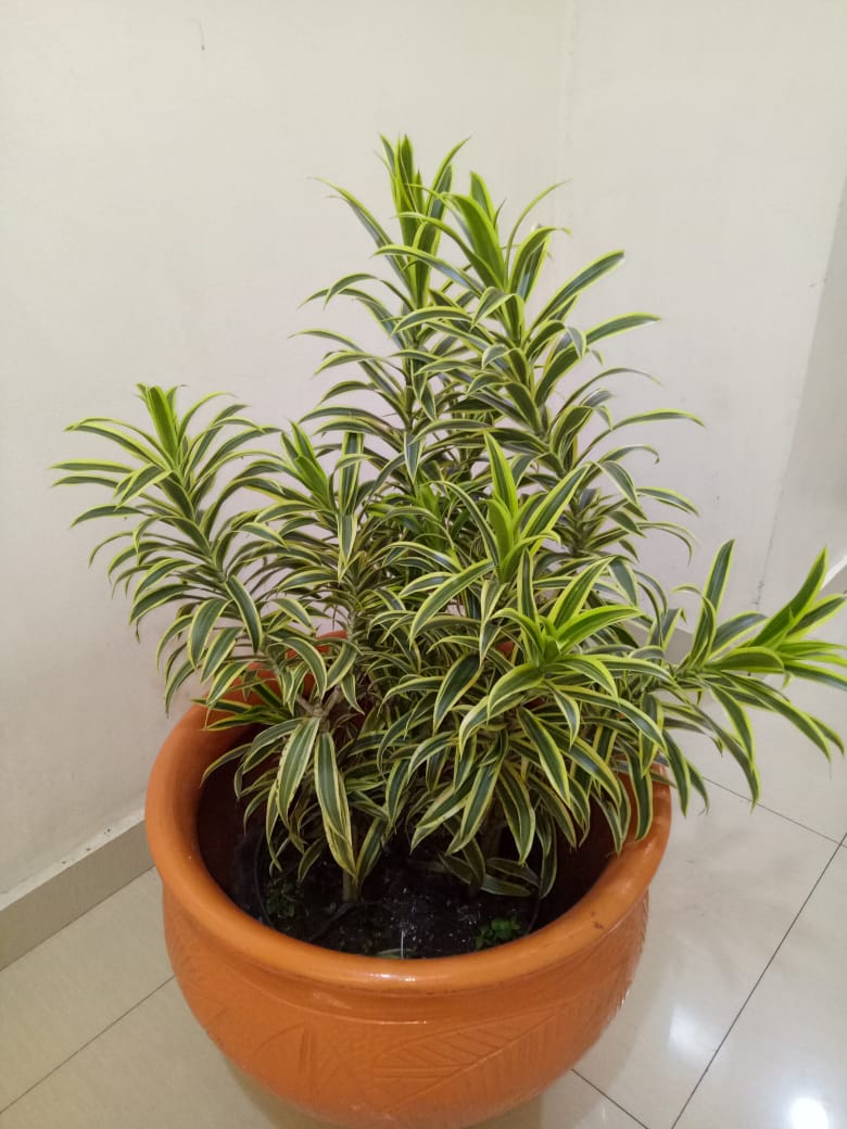 Detail Jenis Tanaman Dracaena Nomer 42