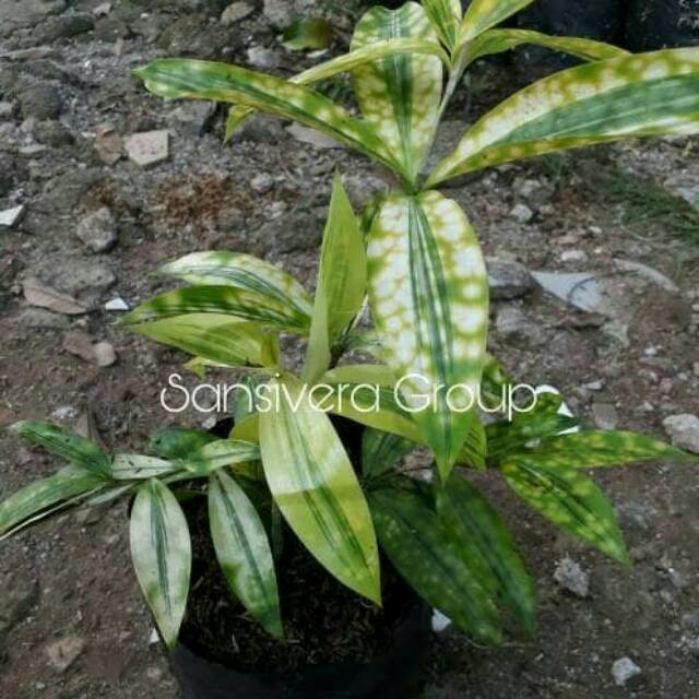 Detail Jenis Tanaman Dracaena Nomer 43