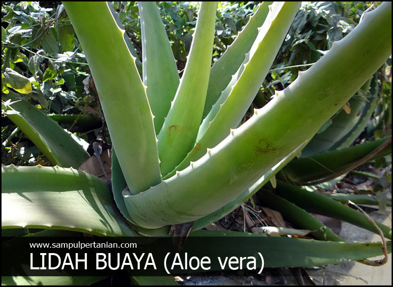 Jenis Tanaman Lidah Buaya - KibrisPDR