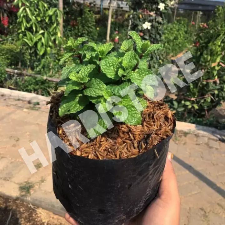 Detail Jenis Tanaman Mint Nomer 36