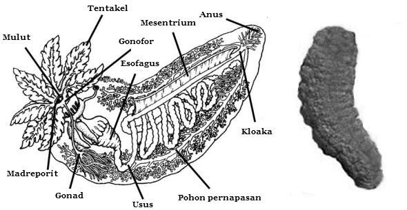 Detail Jenis Teripang Dan Gambarnya Nomer 47