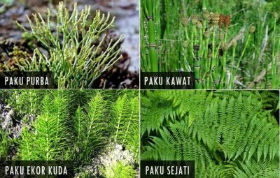 Detail Jenis Tumbuhan Paku Dan Gambarnya Nomer 35