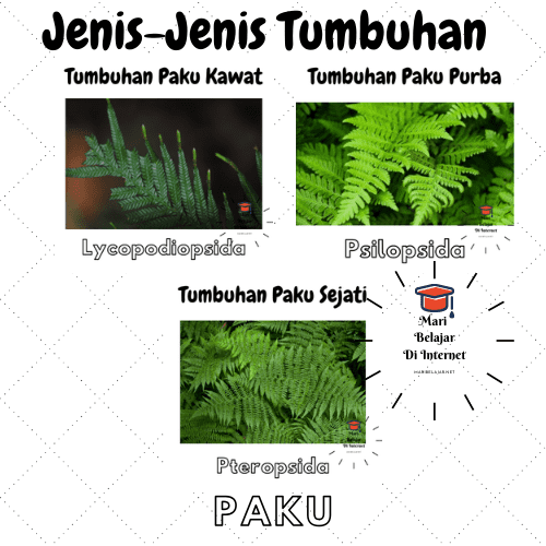 Detail Jenis Tumbuhan Paku Dan Gambarnya Nomer 10