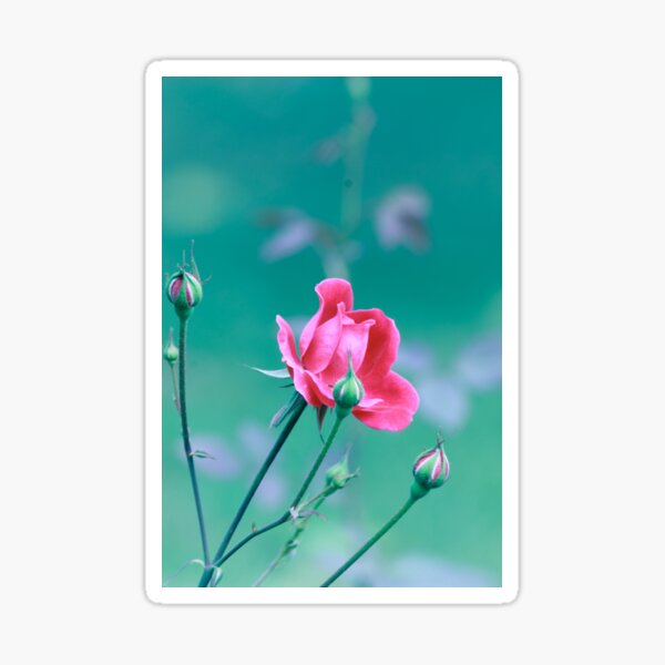 Detail Blume Des Lebens Bildschirmschoner Nomer 26