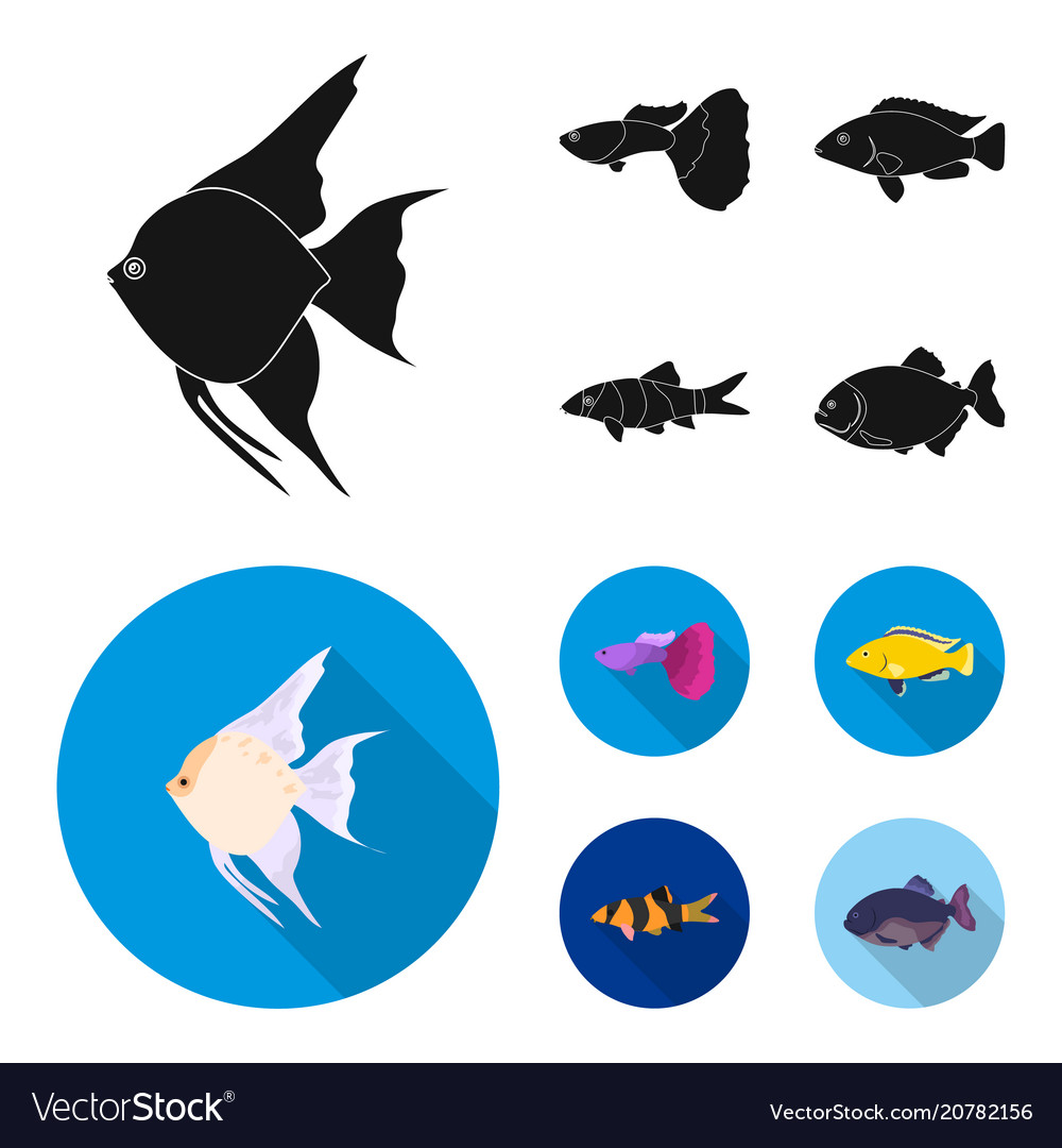 Detail Desain Logo Ikan Guppy Nomer 25