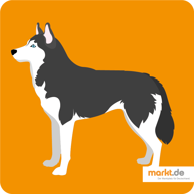 Detail Husky Wolfshund Mix Nomer 23