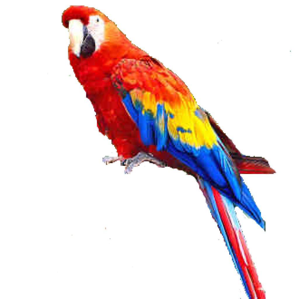 Detail Malen Nach Zahlen Papagei Nomer 24