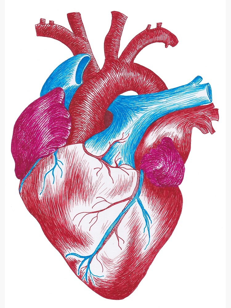 Detail Menschliches Herz Zeichnen Nomer 5
