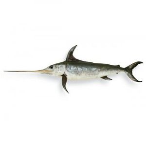 Tilapia Fisch Geschmack - KibrisPDR