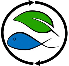 Detail Tilapia Fisch Geschmack Nomer 7