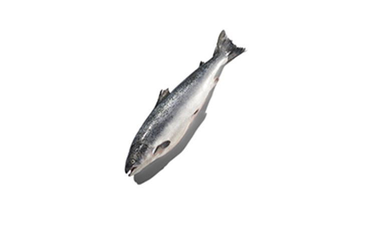 Detail Tilapia Fisch Geschmack Nomer 13