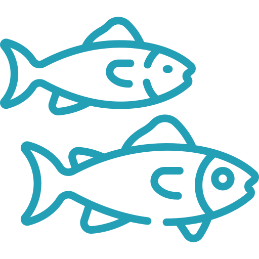 Detail Tilapia Fisch Geschmack Nomer 15