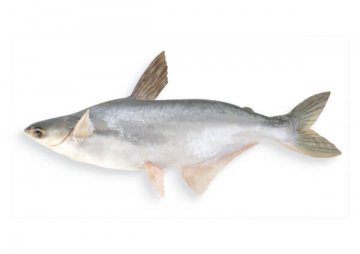 Detail Tilapia Fisch Geschmack Nomer 3