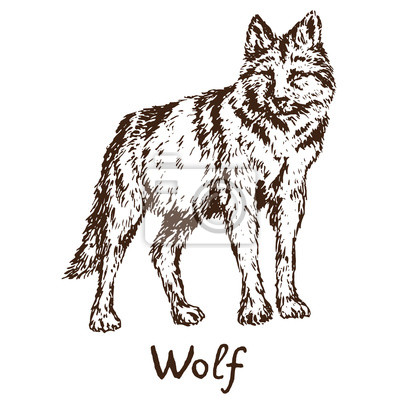 Detail Wolf Skizze Nomer 16