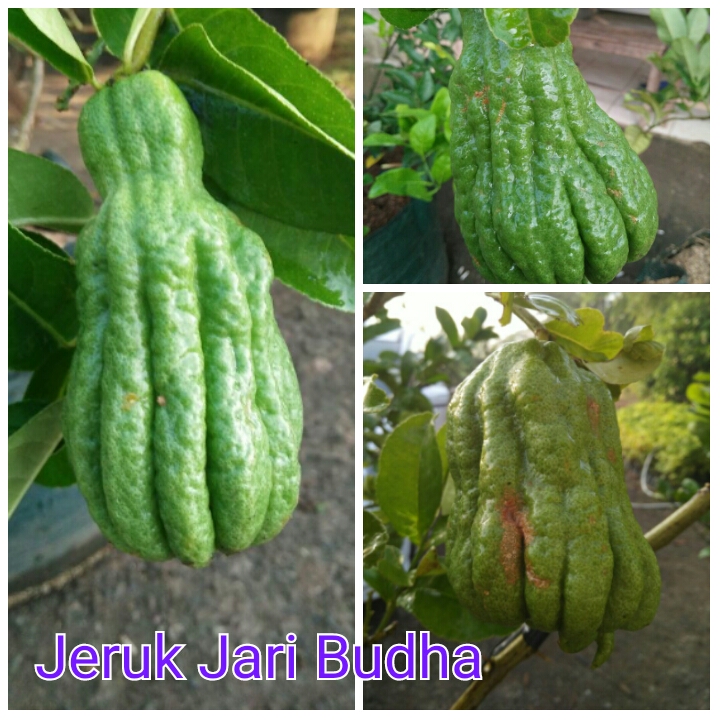 Detail Jeruk Jari Budha Nomer 23