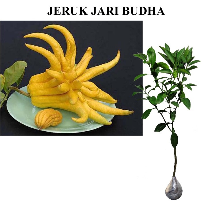 Detail Jeruk Jari Budha Nomer 35