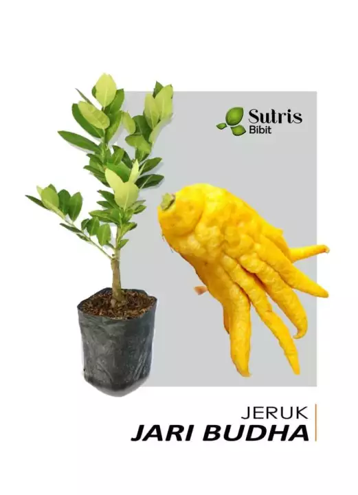 Detail Jeruk Jari Budha Nomer 47