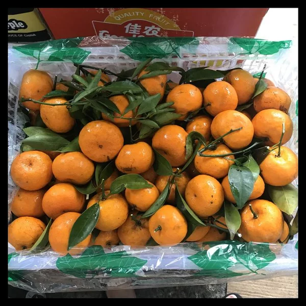 Detail Jeruk Kecil Mandarin Nomer 36