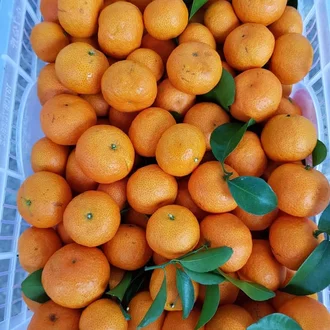 Detail Jeruk Kecil Mandarin Nomer 4