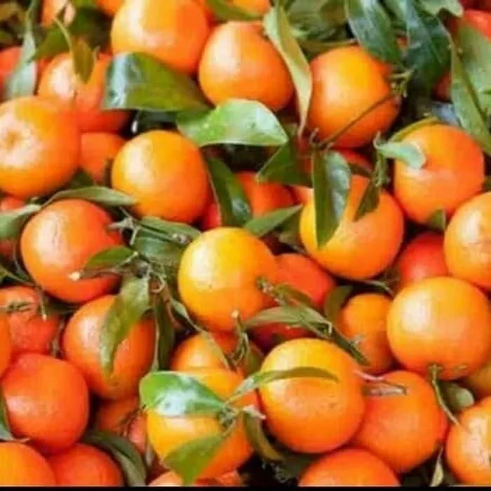 Detail Jeruk Kecil Mandarin Nomer 6