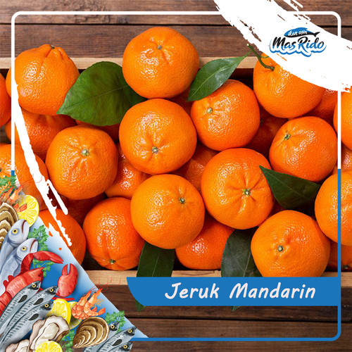Jeruk Mandarin Besar - KibrisPDR