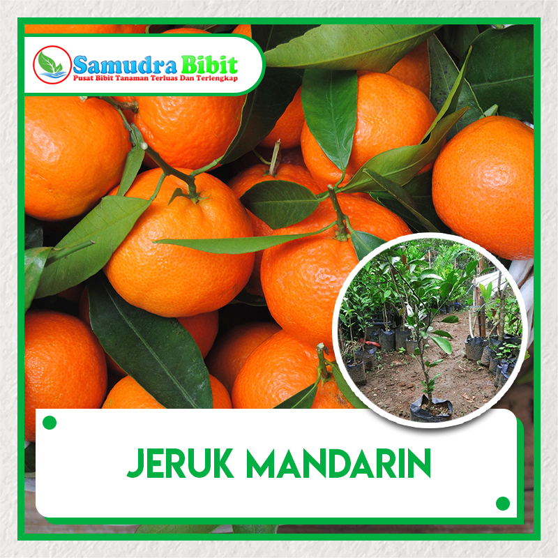 Detail Jeruk Mandarin Besar Nomer 9