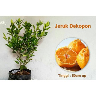 Detail Jeruk Tanpa Biji Nomer 31