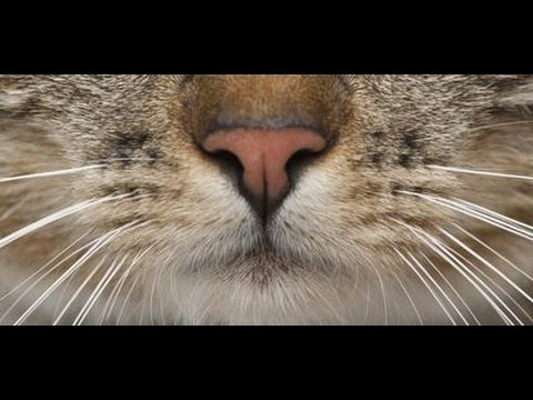 Detail Jimat Kumis Kucing Nomer 17