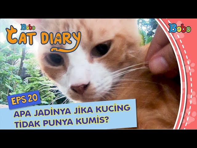 Detail Jimat Kumis Kucing Nomer 18