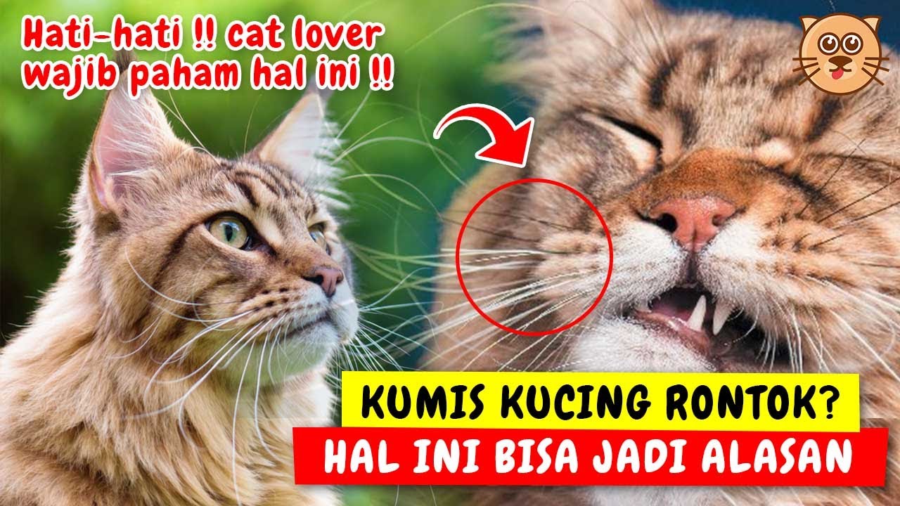 Detail Jimat Kumis Kucing Nomer 9